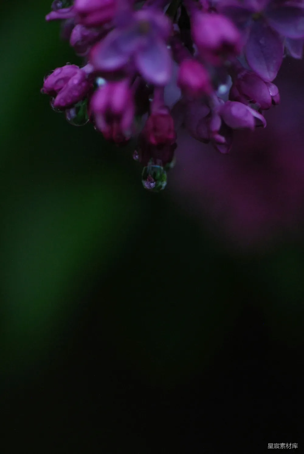高清摄影 一朵带有水珠的紫色花朵