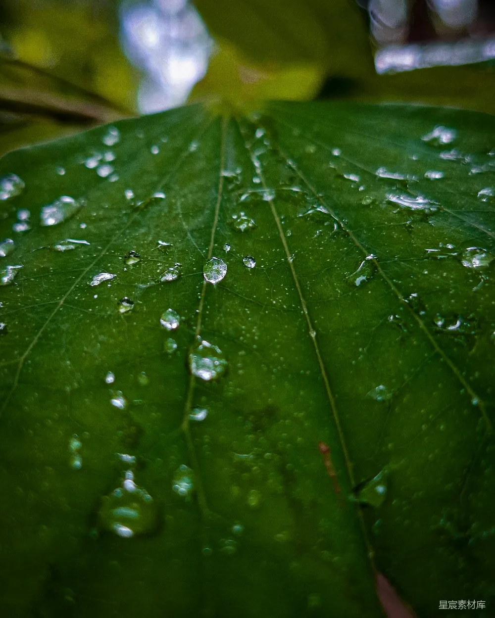 高清摄影 雨后绿叶上覆满了晶莹的水珠。
