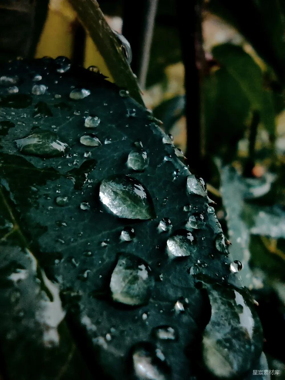 高清摄影 一片绿叶上挂着几滴水珠