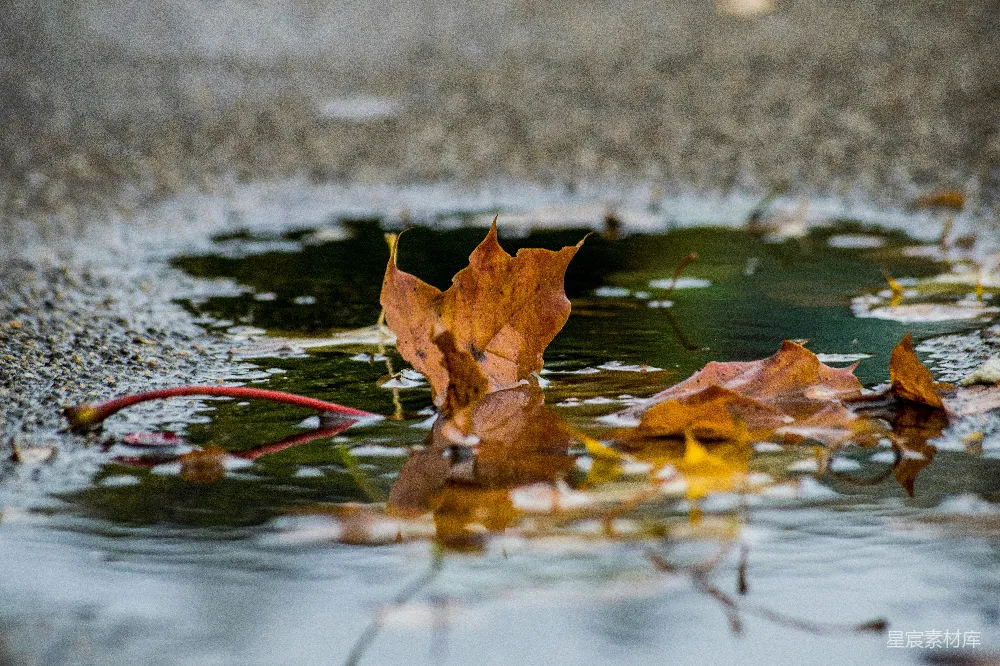 高清摄影 棕色干叶漂在水面上
