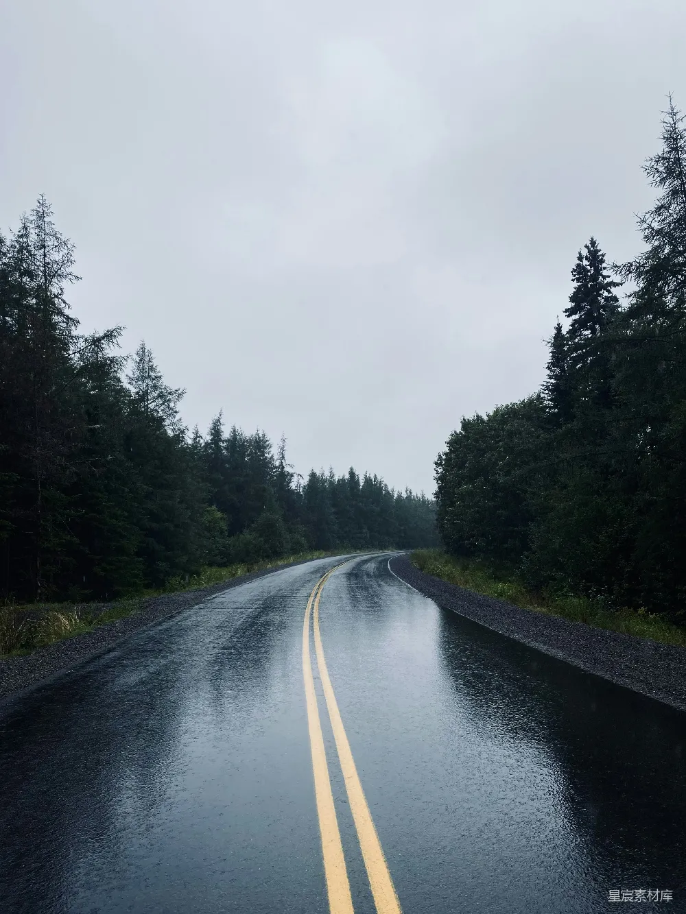 高清摄影 森林中一条湿漉漉的道路