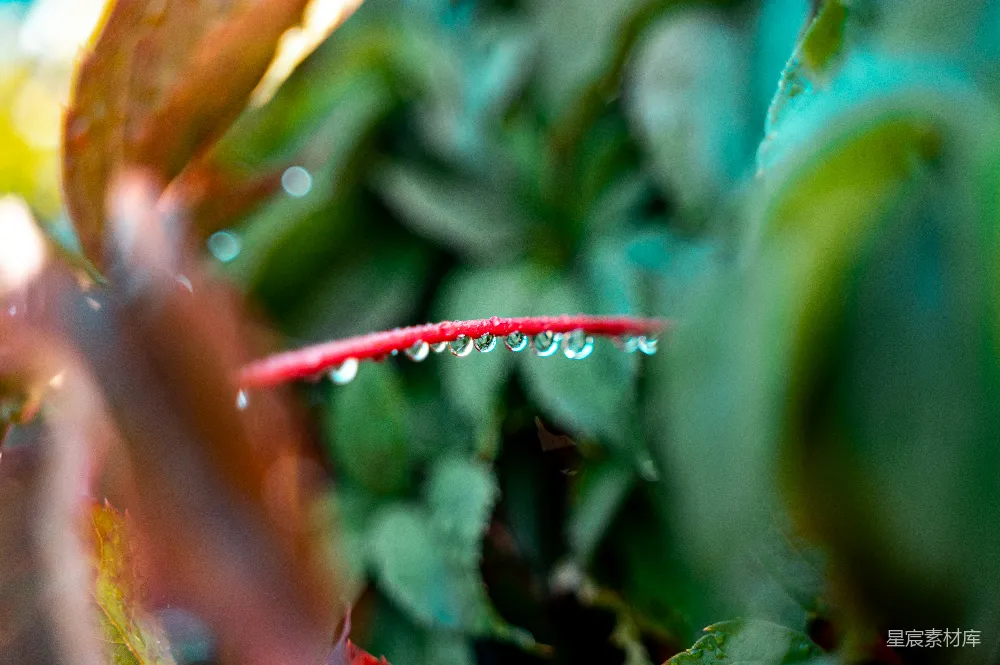 高清摄影 植物上挂着水珠的特写镜头