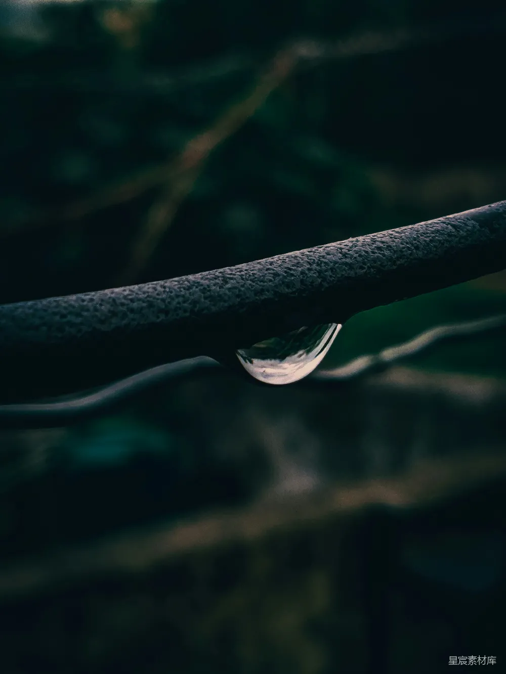 高清摄影 枝头一滴水