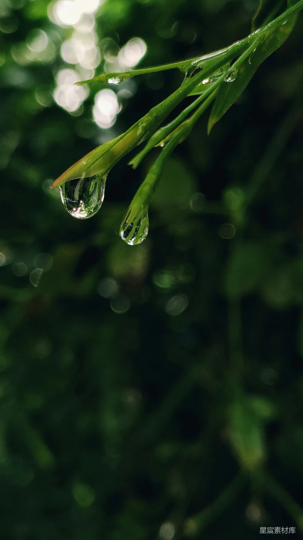 高清摄影 树梢上挂着的一滴水珠