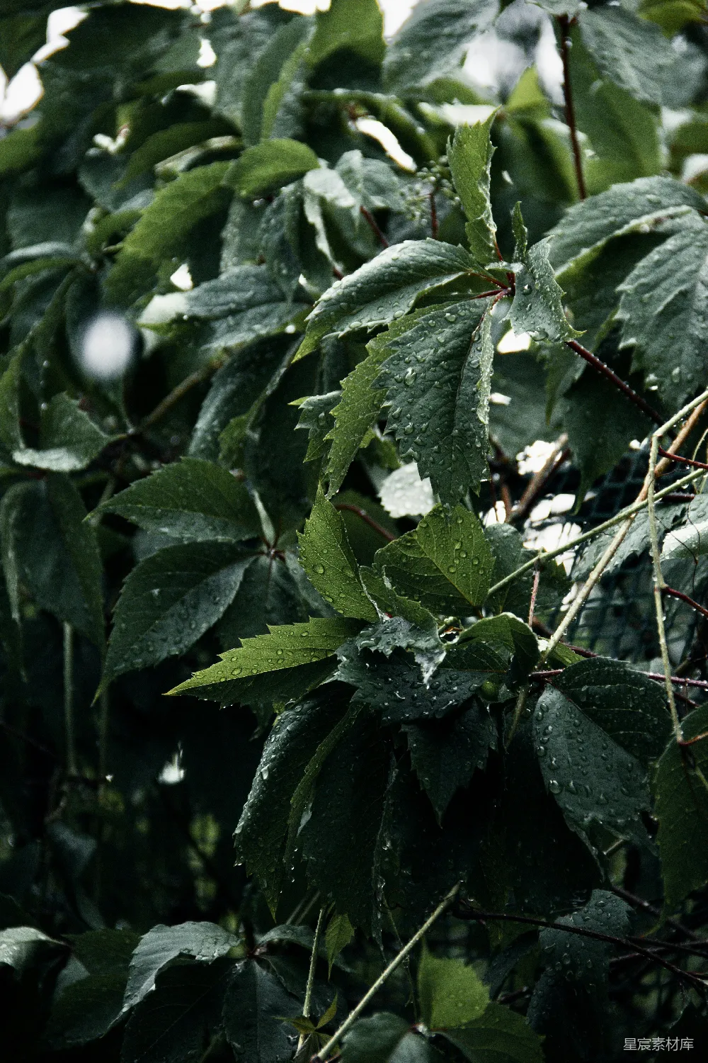 高清摄影 带绿叶的植物