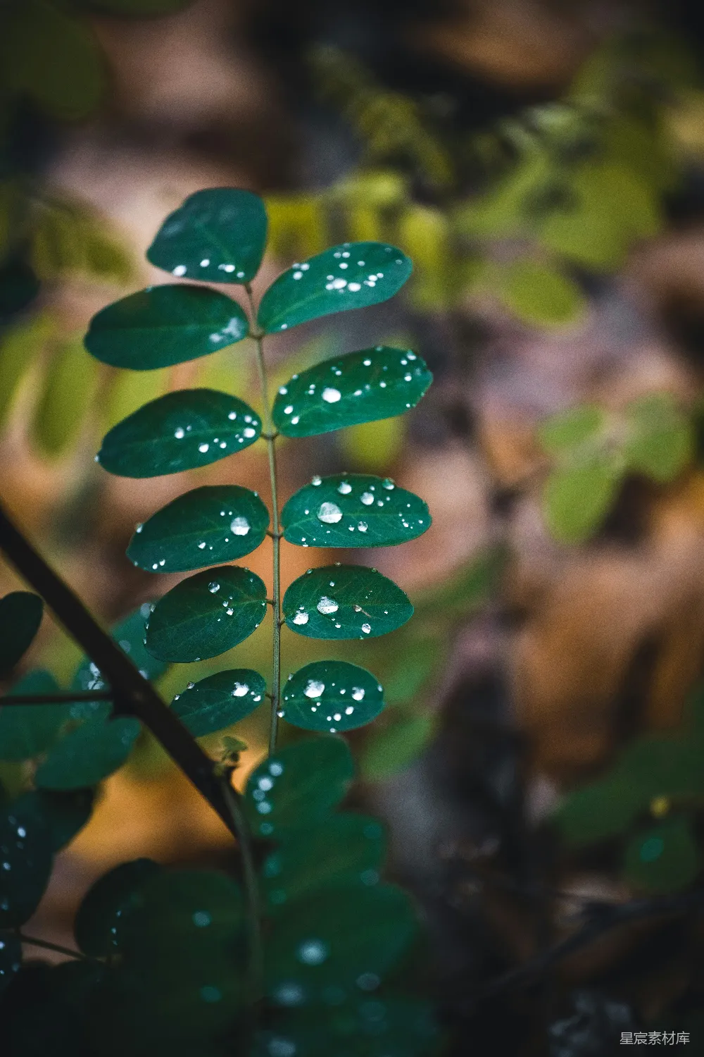 高清摄影 带有水珠的绿叶