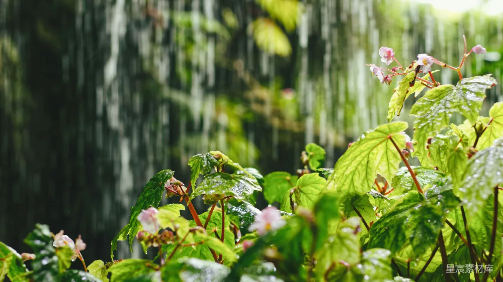 高清摄影 降雨滋养着生机盎然的绿植和鲜花。
