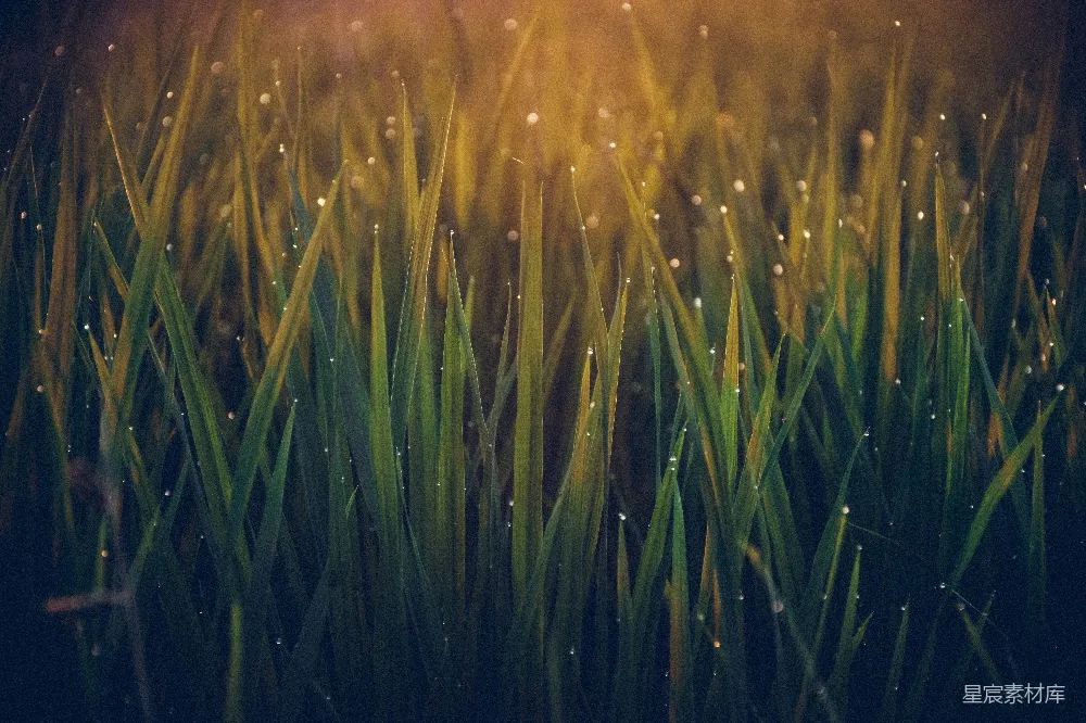 高清摄影 绿草上缀满水珠