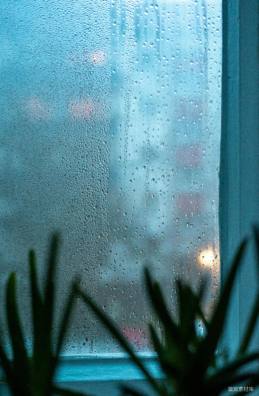 高清摄影 窗户上挂着雨水，旁边有一盆植物。