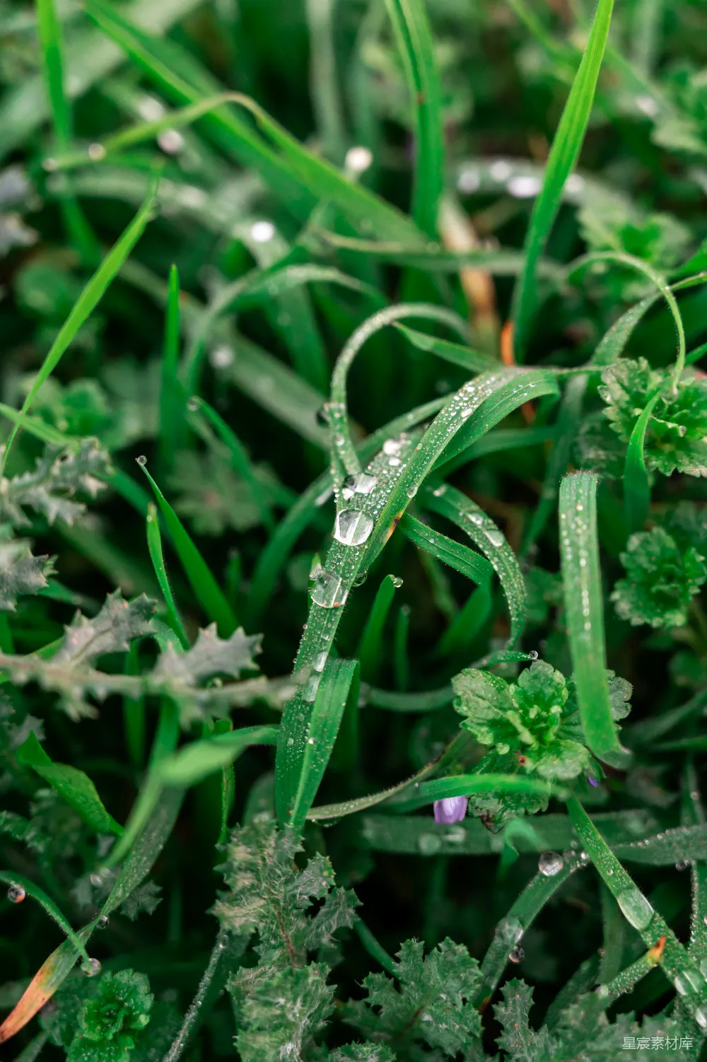 高清摄影 绿色植物上的水珠