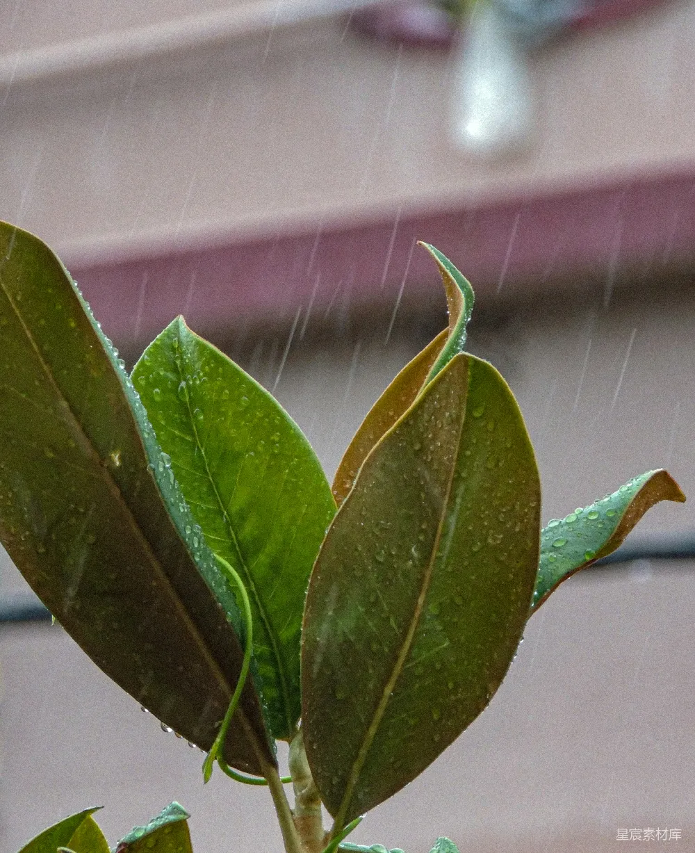 高清摄影 花盆里的植物在雨中