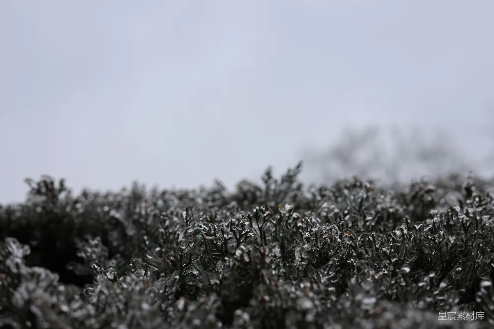 高清摄影 一片片覆盖着白雪的灌木在阴云密布的日子里。