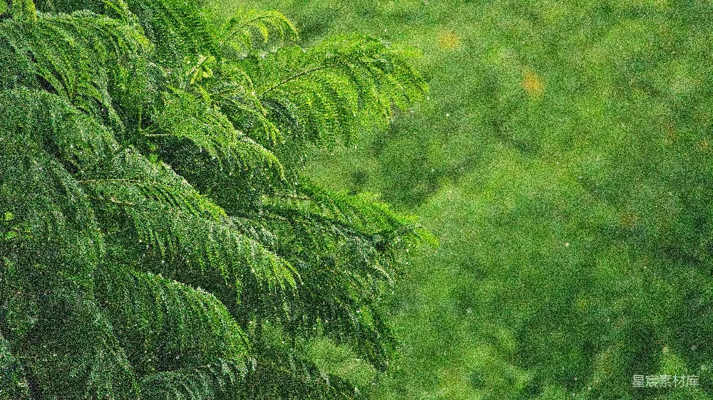高清摄影 一些植物的特写镜头
