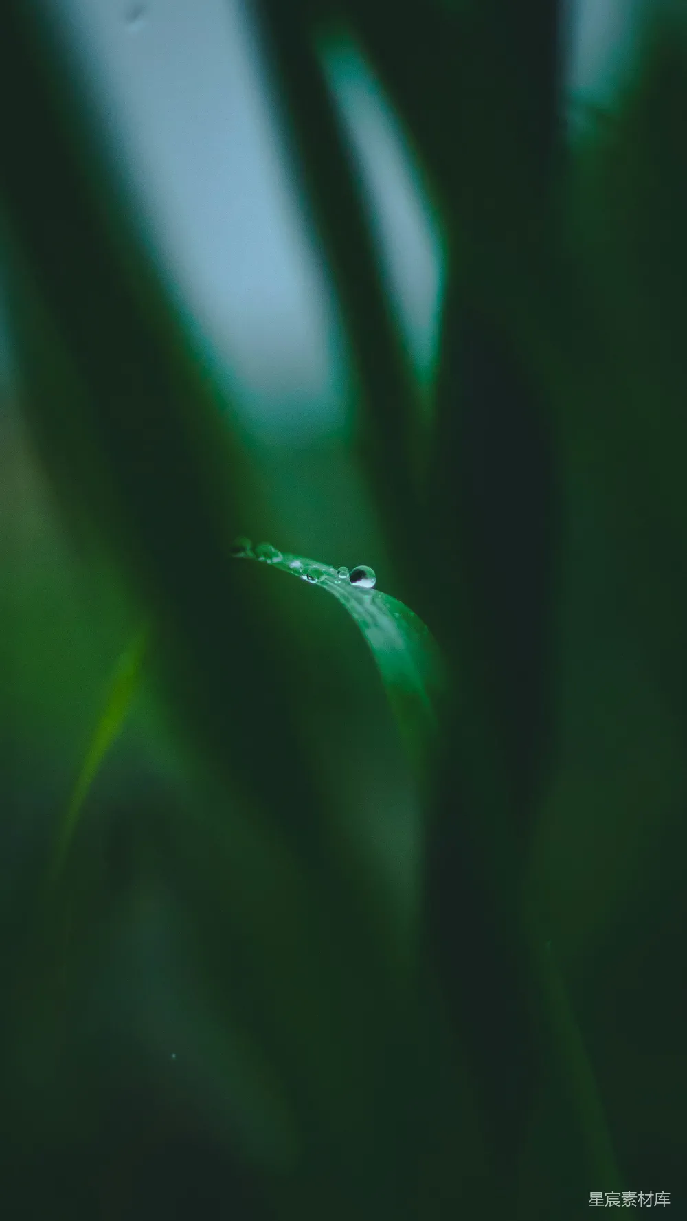 高清摄影 绿叶上的水汽凝结