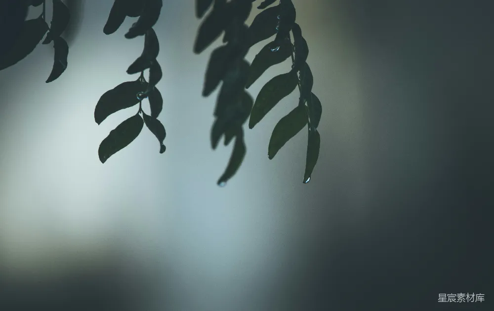 高清摄影 近景绿叶摄影