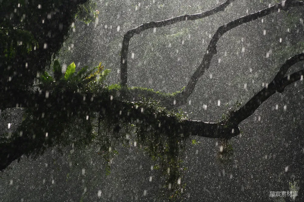高清摄影 绿色植物置于灰色混凝土地板上