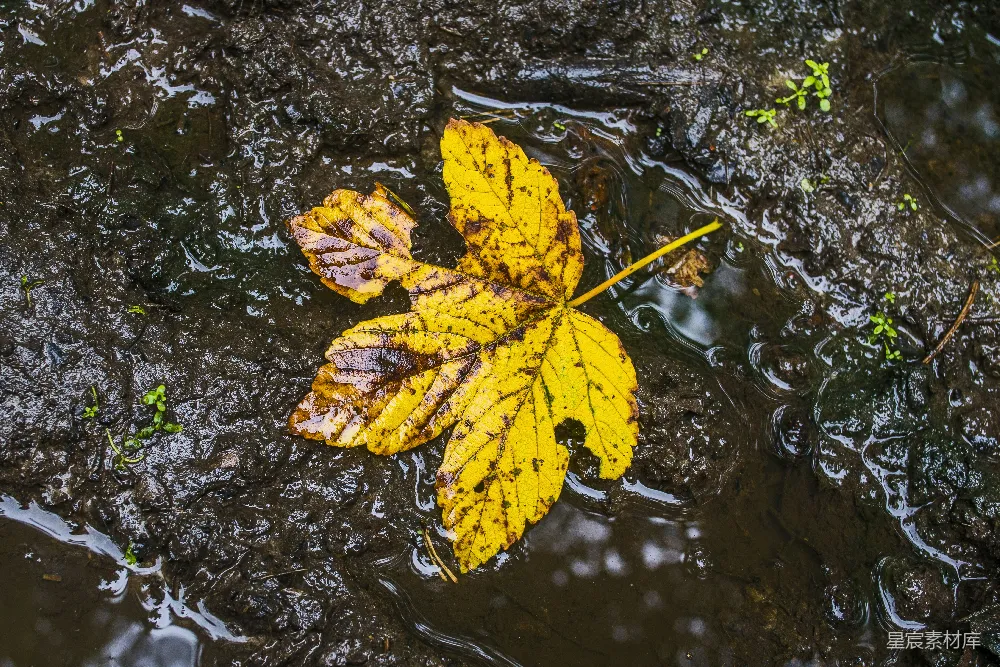 高清摄影 漂浮在水洼上的黄叶