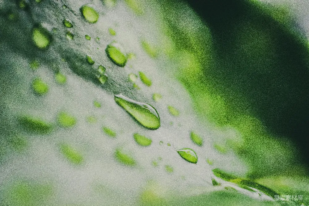 高清摄影 绿叶上的水珠