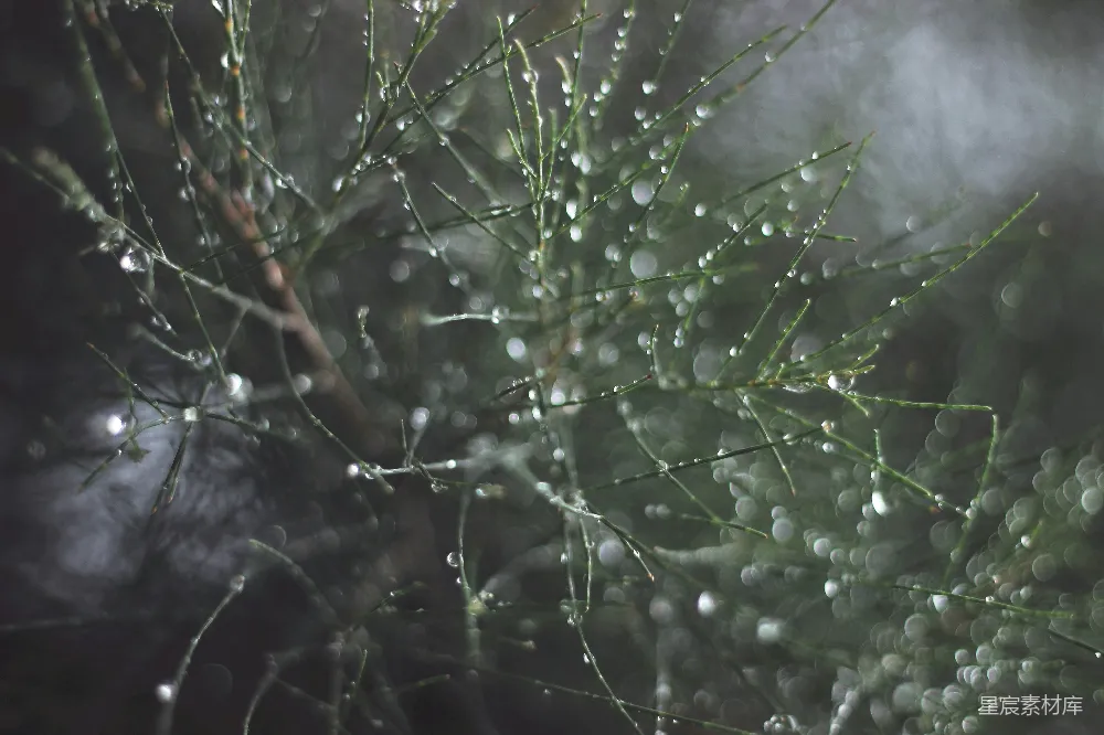 高清摄影 绿色植物上的水滴