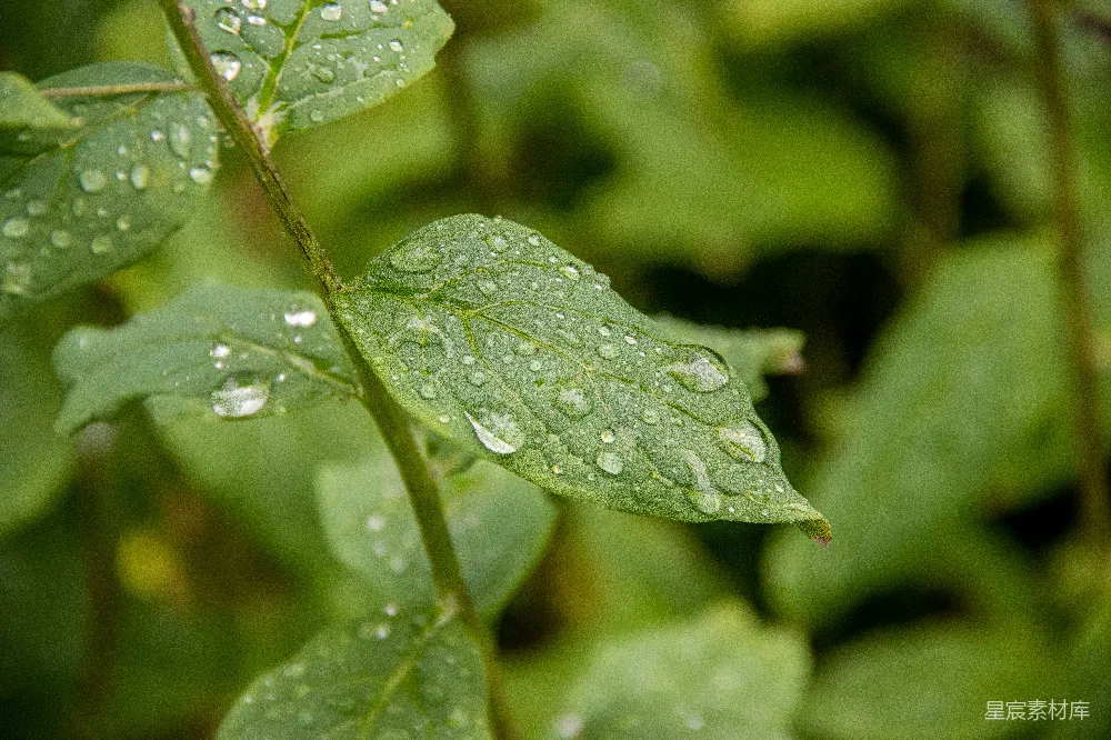 高清摄影 叶面上的水滴