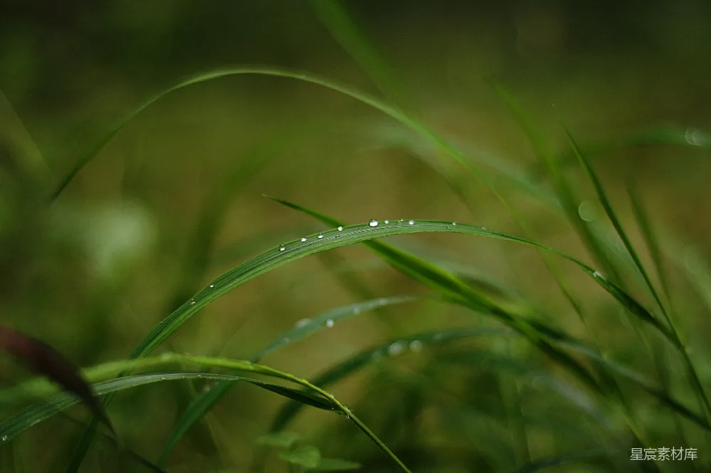 高清摄影 绿草上的露珠