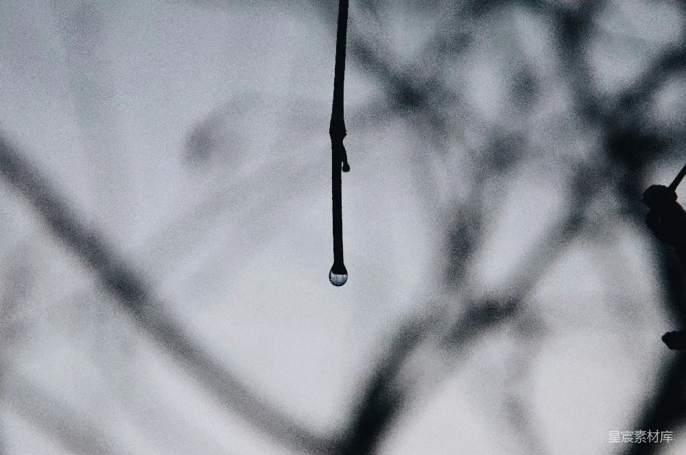 高清摄影 黑茎上的水珠