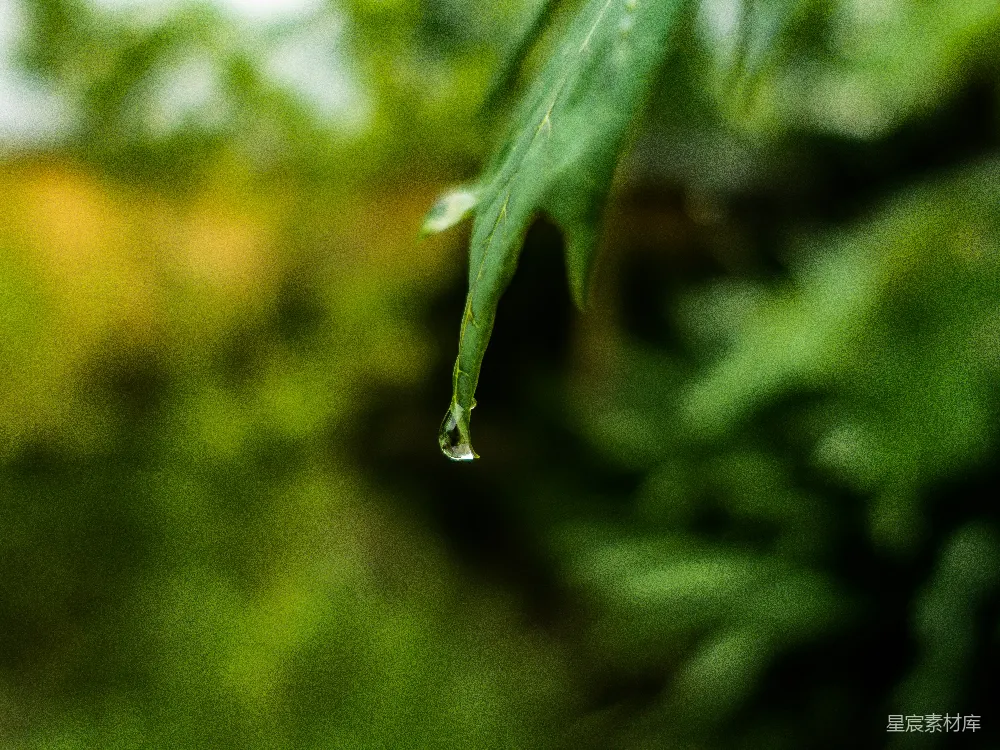 高清摄影 绿叶上一滴水珠的轮廓