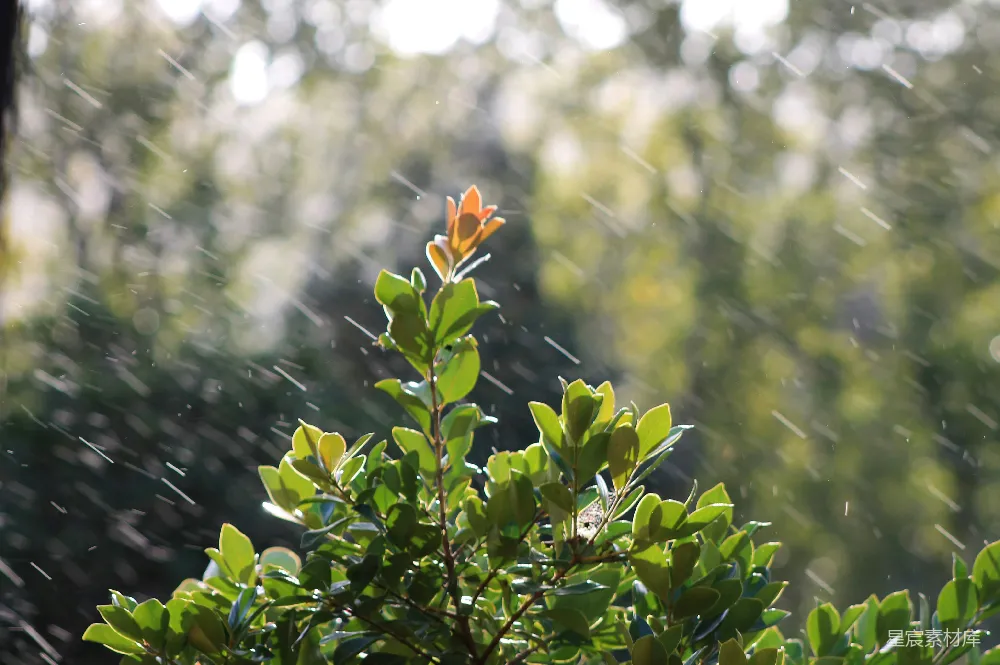 高清摄影 雨落在鲜绿的叶子上。