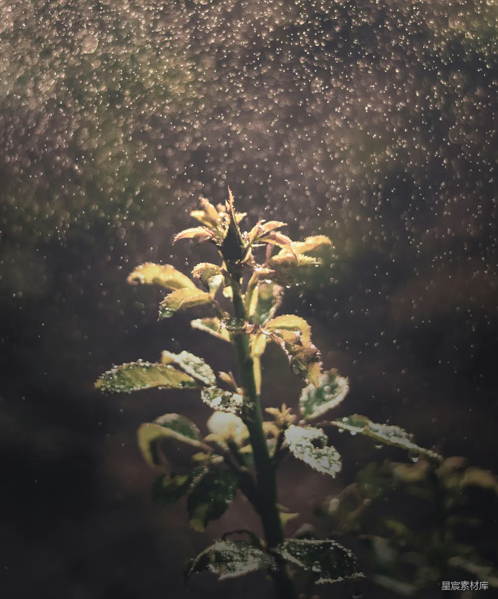 高清摄影 绿色植物上有白色的花朵