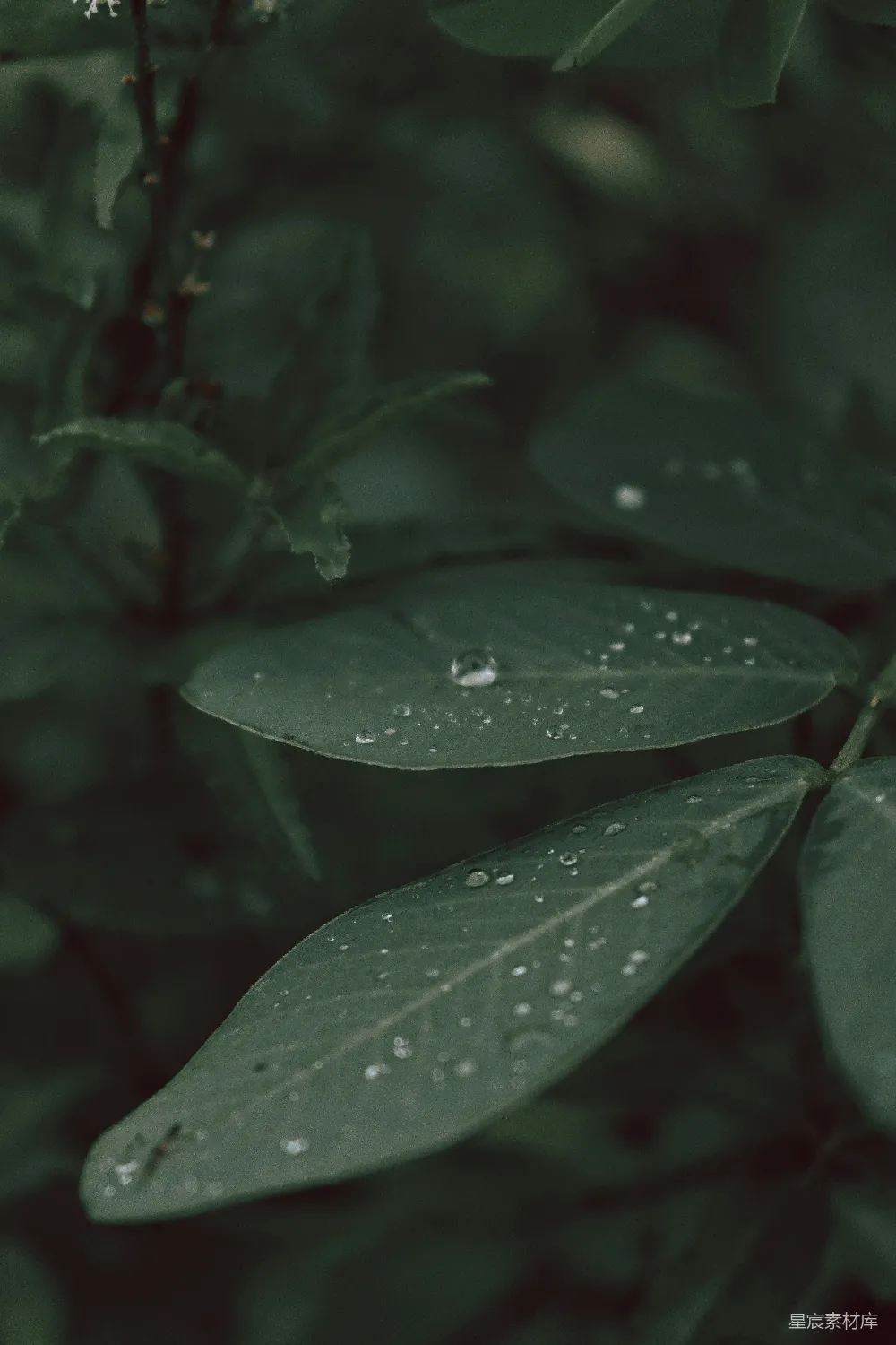 高清摄影 叶上的近景，叶面上挂着水珠