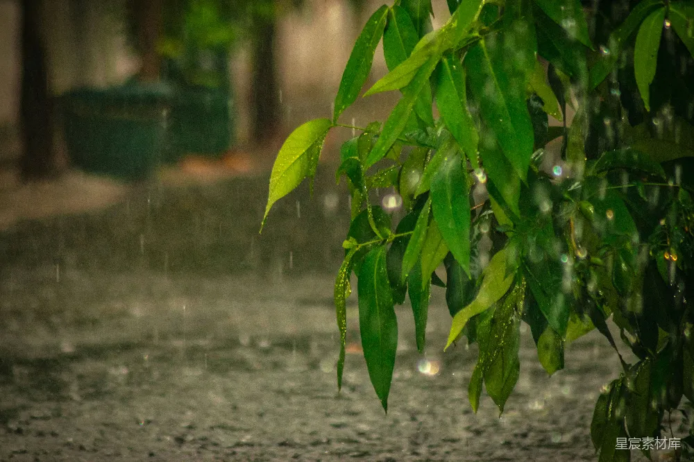 高清摄影 雨中的绿叶树