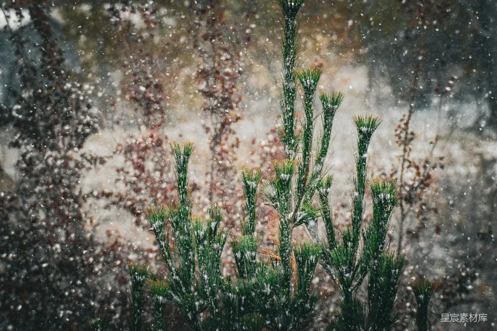 高清摄影 窗前一株绿植覆盖着白雪