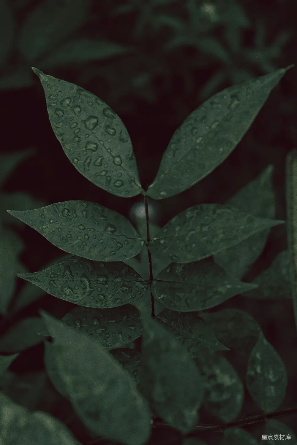高清摄影 绿叶上挂着水珠