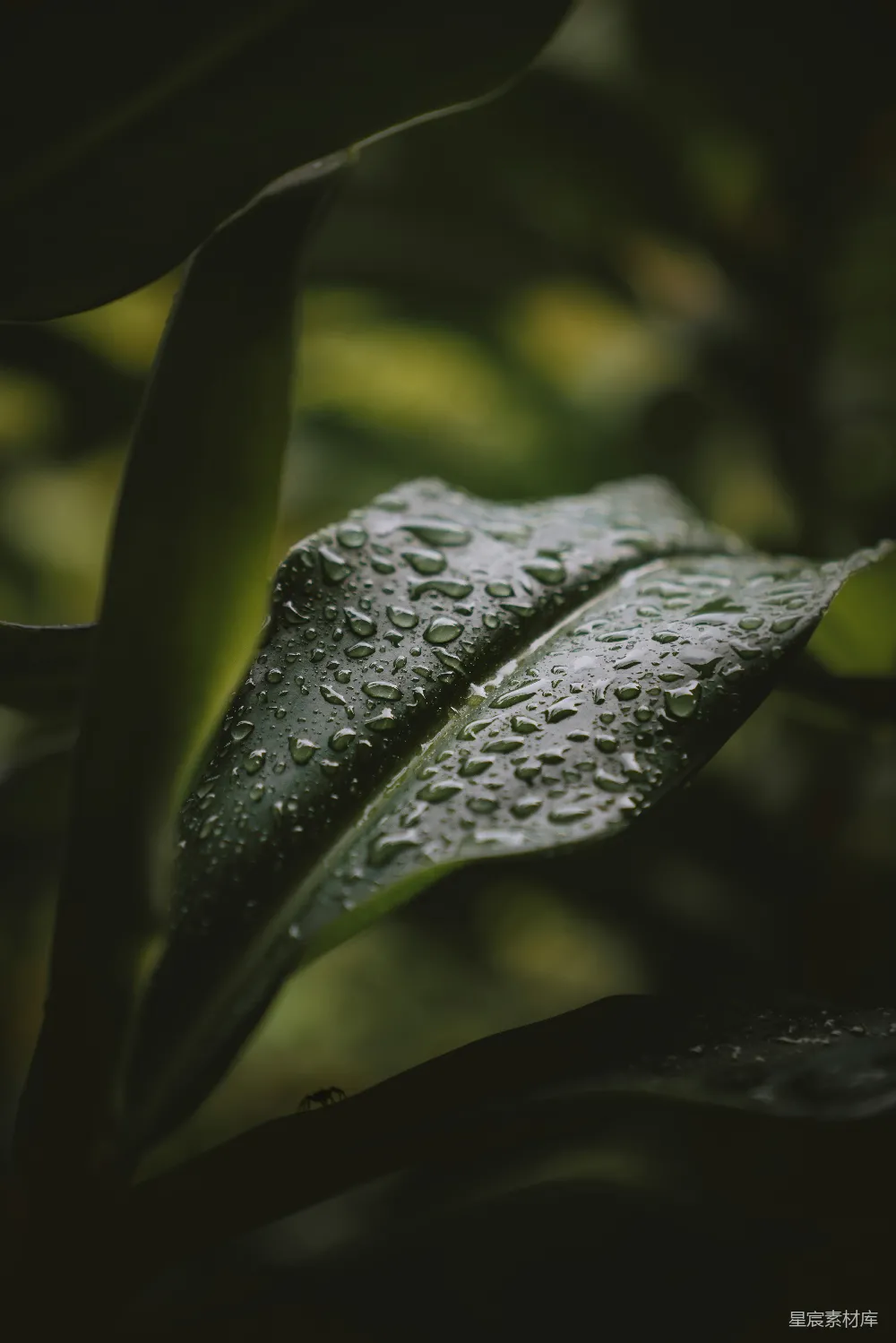 高清摄影 绿色叶片上的水珠