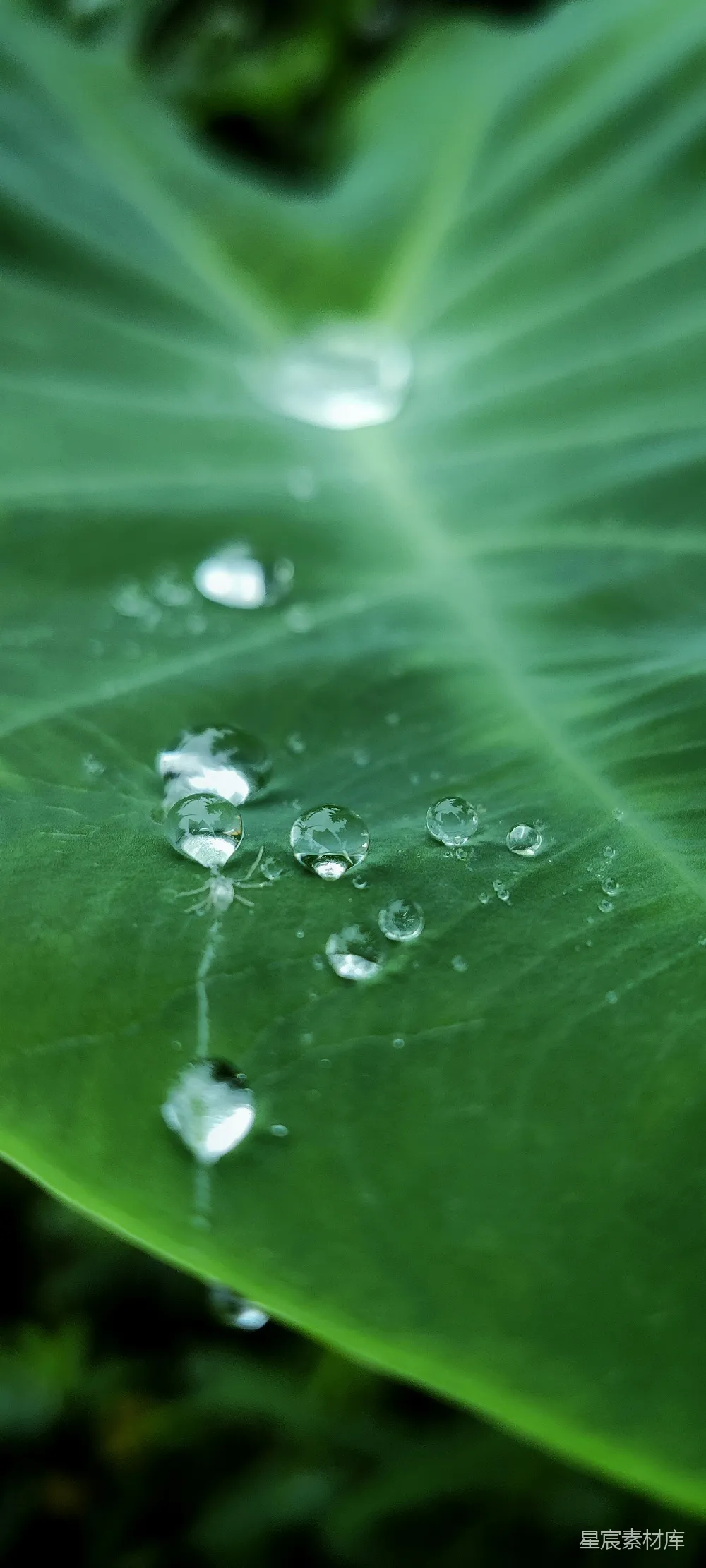 高清摄影 一片大绿叶上有水珠