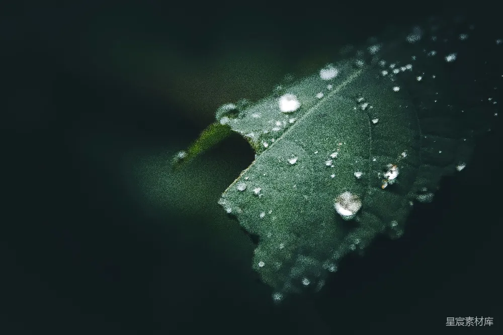 高清摄影 叶上水露的聚焦摄影