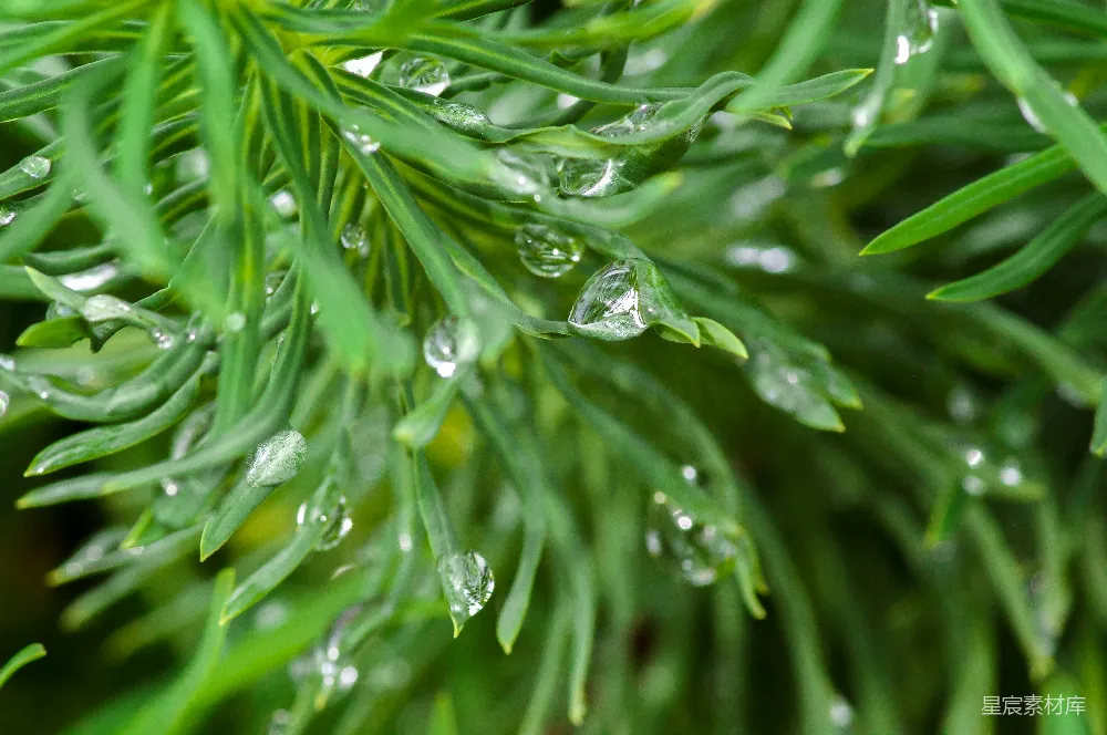 高清摄影 绿色植物上的水珠