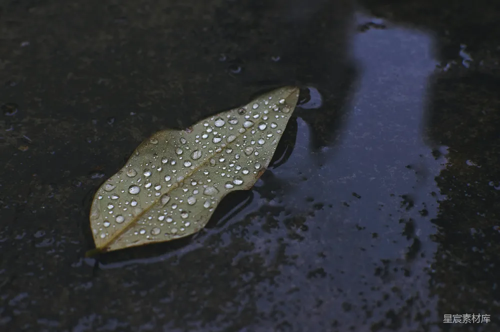 高清摄影 漂浮在水洼上的黄色树叶
