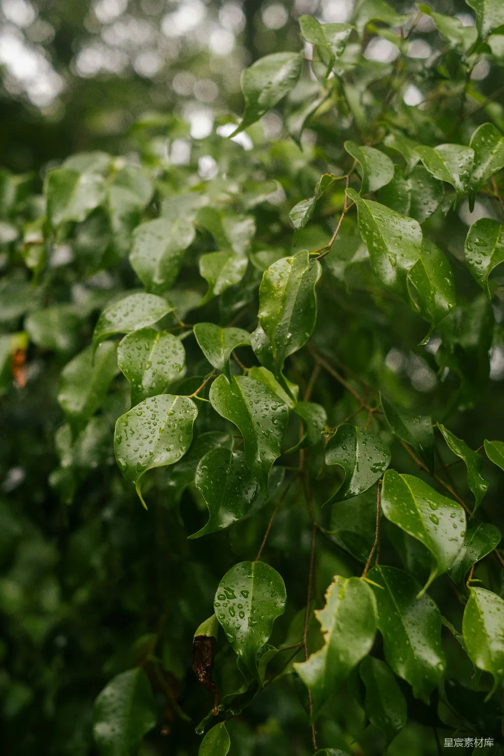 高清摄影 雨后绿叶上闪烁着水珠。