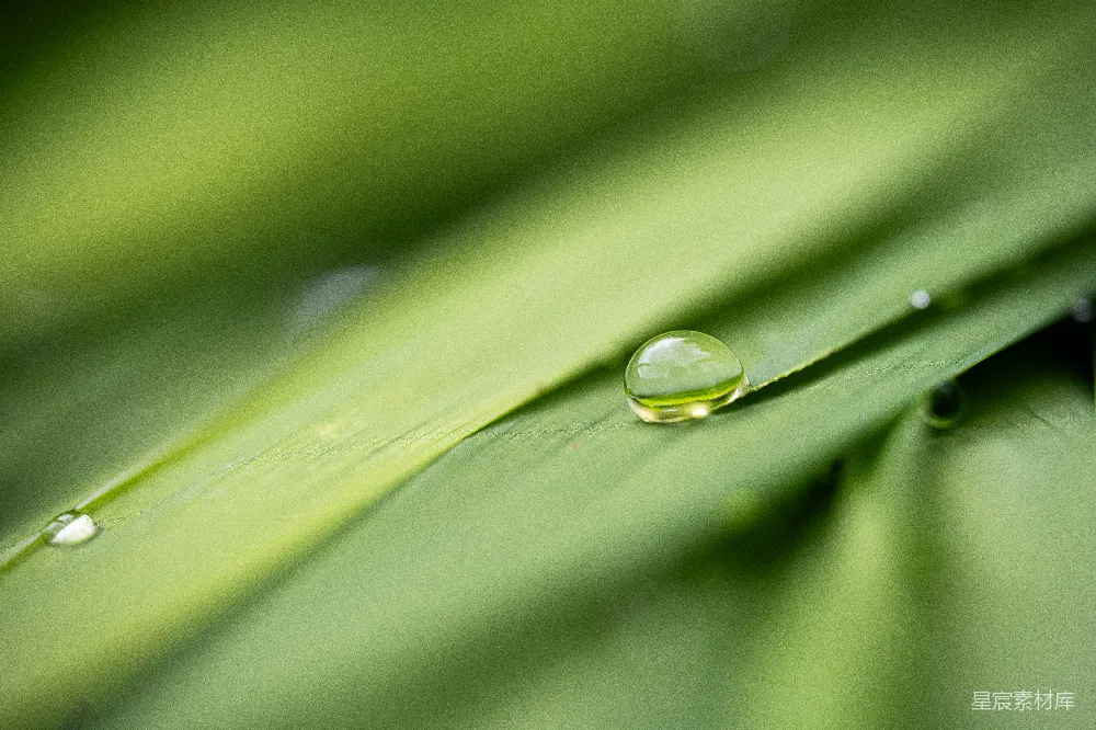 高清摄影 绿叶上的一滴水珠