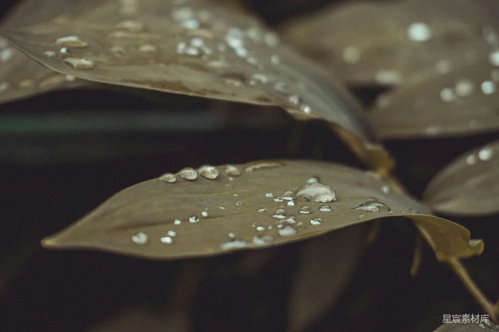 高清摄影 叶面上的近景，附有水珠