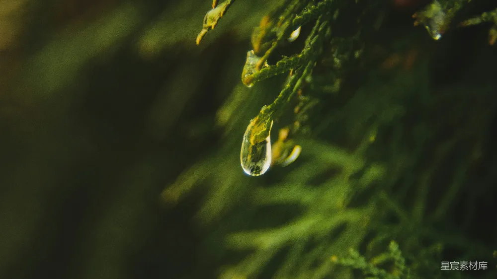 高清摄影 树梢上挂着的一滴水珠