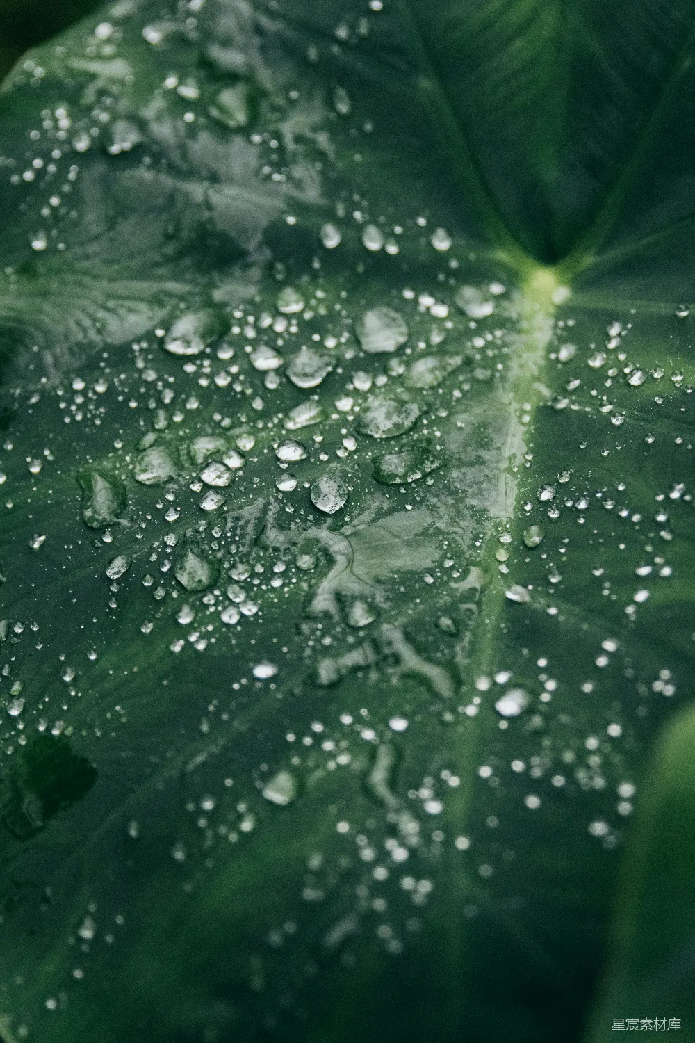 高清摄影 绿色叶片上水滴的 Macro 照片