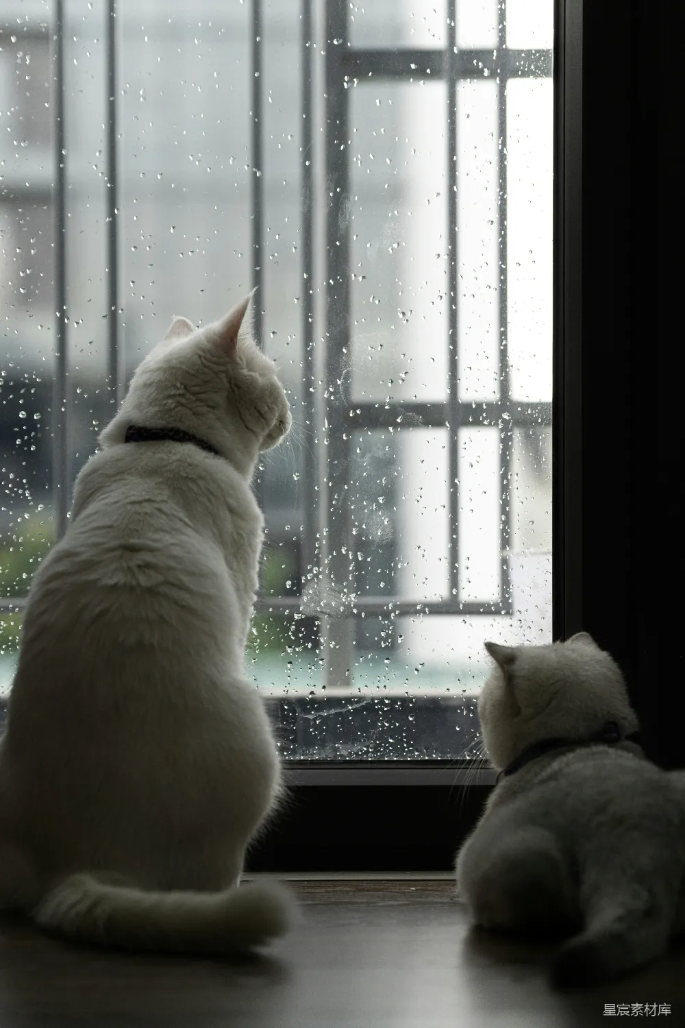 高清摄影 两只白猫透过窗户 watching 雨。