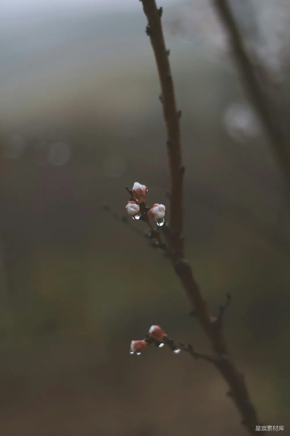 高清摄影 一根长着小花的细枝