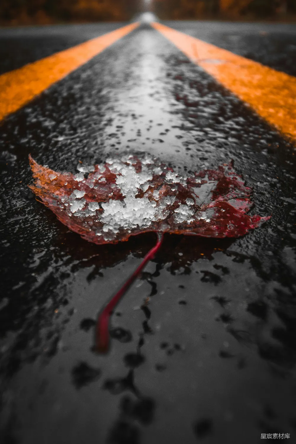 高清摄影 枫叶
