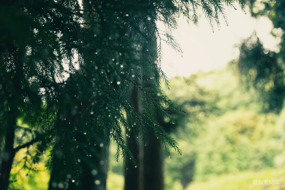 高清摄影 一片布满了众多树木的森林，树木覆盖着雨水。