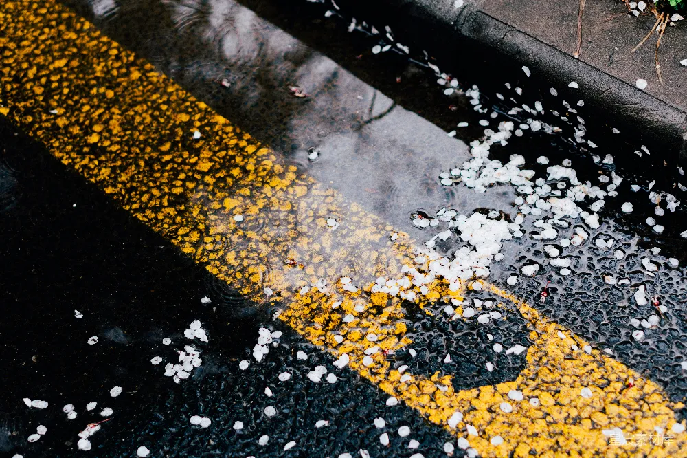 高清摄影 湿漉漉的道路两旁是黄白相间的落叶