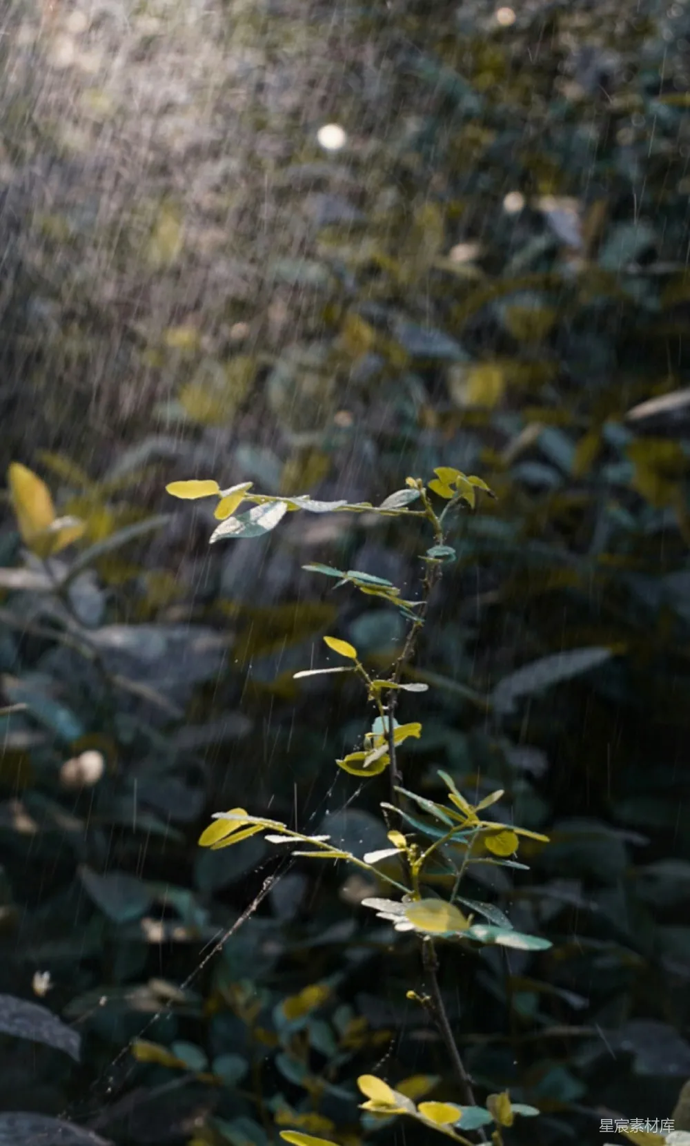 高清摄影 雨中枯黄的叶子