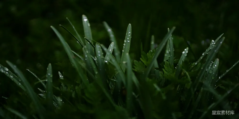 高清摄影 草叶上滴着水珠的特写镜头